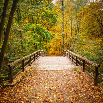 Wooden bridge over path covered in dry colorful autumn leaves in forest with woodland landscape seasonal november