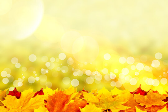 Bright autumn maple leaves scattered on ground with soft bokeh background and golden sunlight, deciduous