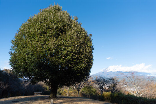 Outdoors, a solitary heart-shaped pruned tree stands on a grassy hill with snow-capped Mount Fuji in the background at Shirao Mountain Park (Shiraosan) in Fujinomiya, Japan.
