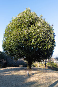 Outdoors, a solitary heart-shaped pruned evergreen tree stands on a grassy hill at Shirao Mountain Park (Shiraosan) in Fujinomiya, Japan, on a sunny December afternoon. Vertical shot.