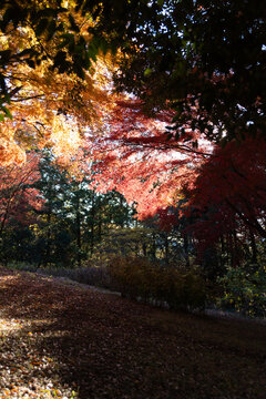Outdoors, vibrant red and golden autumn leaves backlit by the sun on branches at Shirao Mountain Park (Shiraosan) in Fujinomiya, Japan, in December. Vertical shot.