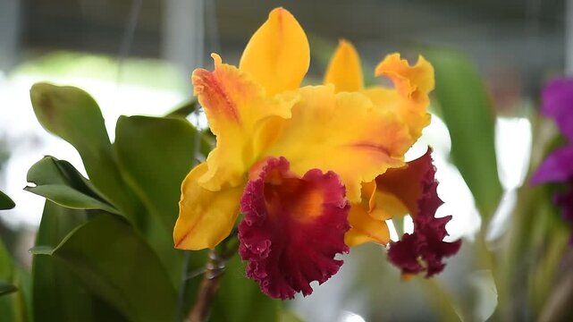Yellow cattleya orchids are blooming in the garden.