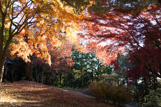 Outdoors, vibrant red and golden autumn leaves backlit by the sun on branches at Shirao Mountain Park (Shiraosan) in Fujinomiya, Japan, in December. Horizontal shot.