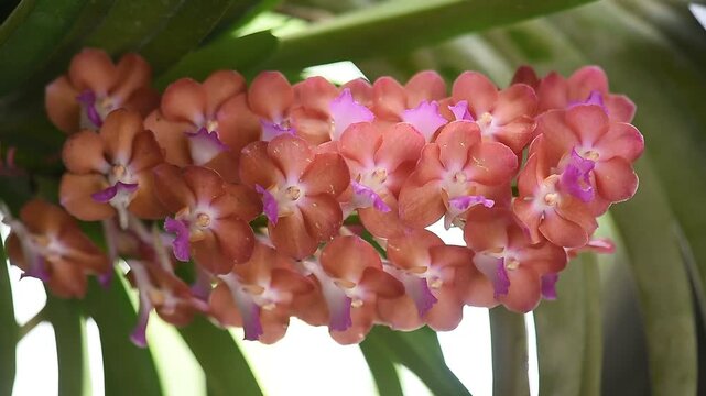 Vanda orchids are planted and bloomed in the garden.