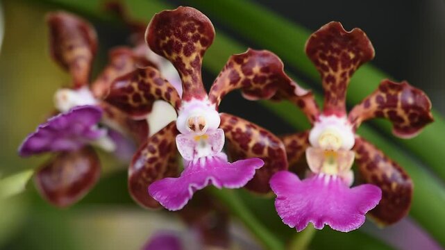 Vanda orchids are planted and bloomed in the garden.