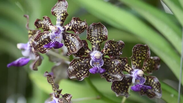 Vanda orchids are planted and bloomed in the garden.