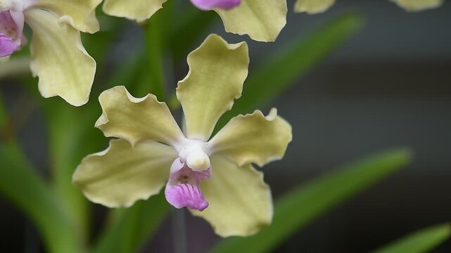 Vanda orchids are planted and bloomed in the garden.