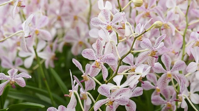 Vanda orchids are planted and bloomed in the garden.