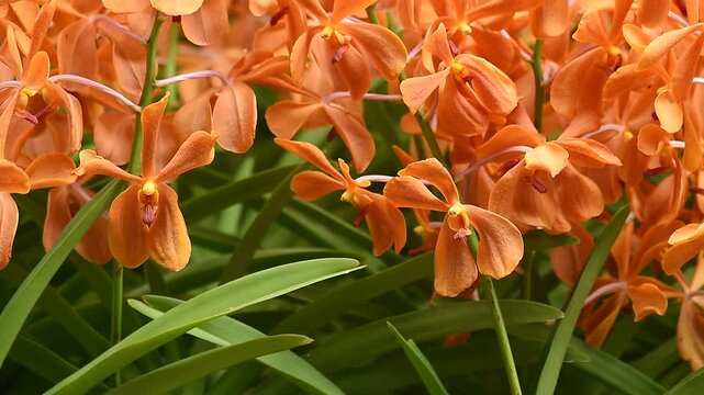 Vanda orchids are planted and bloomed in the garden.