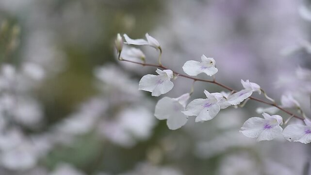 Fresh white orchid are blooming in the garden.
