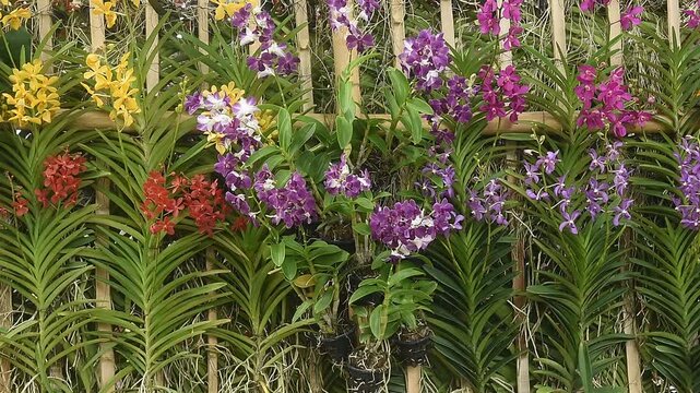 Several species of orchids are planted on bamboo background.