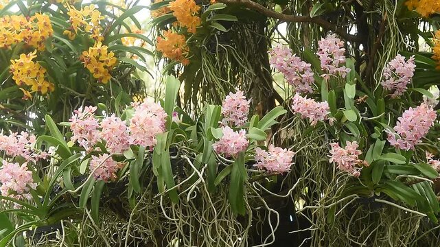 Fresh pink orchid are blooming in the garden.