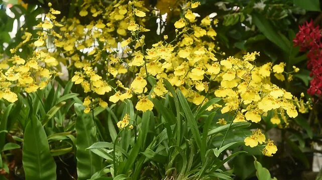 Yellow oncidium miniature orchids are blooming in the garden.