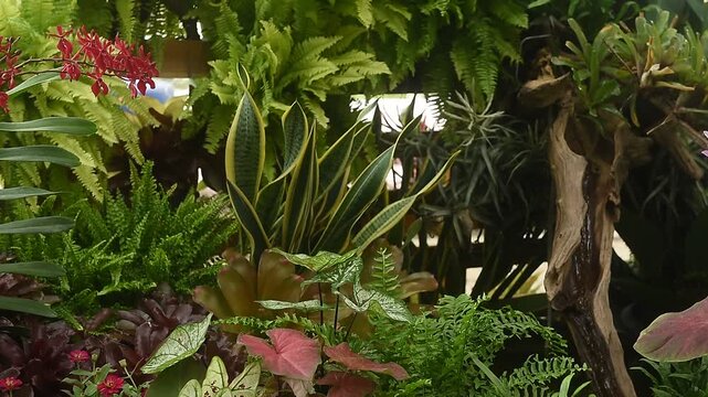 Decorating the garden with foliage and flowering plants.