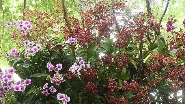 Several species of orchids are planted on bamboo background.