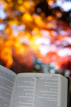 An open Holy Bible showing Isaiah chapter 40 against a soft bokeh and bright autumn foliage background at Shirao Mountain Park, Fujinomiya, Japan. Vertical shot.
