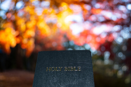 A close-up of a closed black Holy Bible against a soft bokeh and bright autumn foliage background at Shirao Mountain Park, Fujinomiya, Japan.