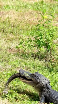 American Alligator Eating a Huge Gar Fish 