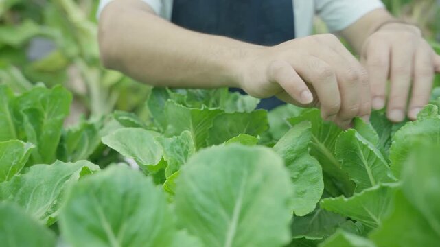 Organic farming, salad farm. Farmers harvest and check salad vegetables. Hydroponics vegetable grow naturally. greenhouse garden, Ecological Biological, Healthy, Vegetarian, ecology