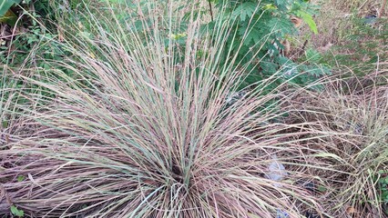 Fototapeta premium Close up view of Little bluestem or Schizachyrium scoparium