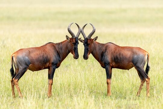 Two antelopes standing face to face in tall grass