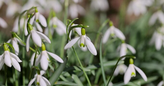 Fragile white snowdrops among the young green grass, the first forest snowdrops bloom outdoors at the beginning of the warm season