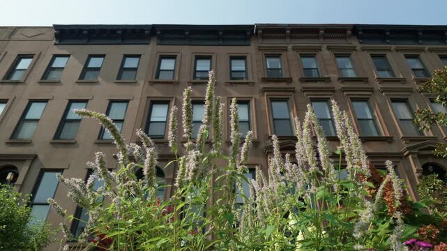 summer dan pink flowers in front of Brooklyn brownstones