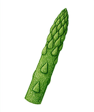 hand drawn crayon illustration