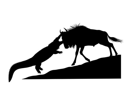 Crocodile attacking a wildebeest in the wild
