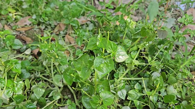 Closeup of fresh Peperomia pellucida plant (Pepper Elder) growing naturally in garden.