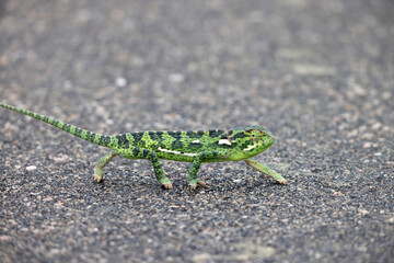 The flap-necked chameleon (Chamaeleo dilepis dilepis) is a species of arboreal chameleon, a lizard in the family Chamaeleonidae.This photo was taken in Kruger National Park, South Africa. © feathercollector