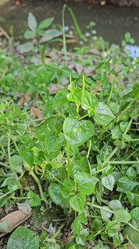 Closeup of fresh Peperomia Pellucida (Pepper Elder) plant growing naturally in garden.