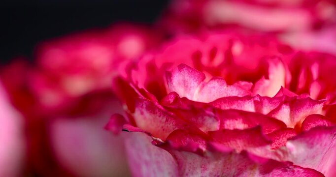 red rose petals background closeup, blooming rose flower head with white gradients on dark studio backdrop environment