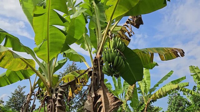 A lush bunch of green bananas hangs from a tree in a garden.