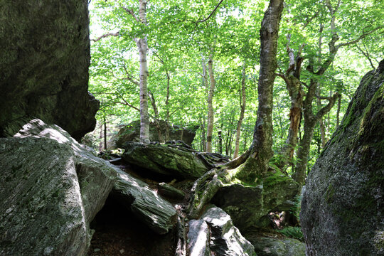 Tree on the rocks in the mountains