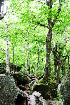 Tree on the rocks in the mountains