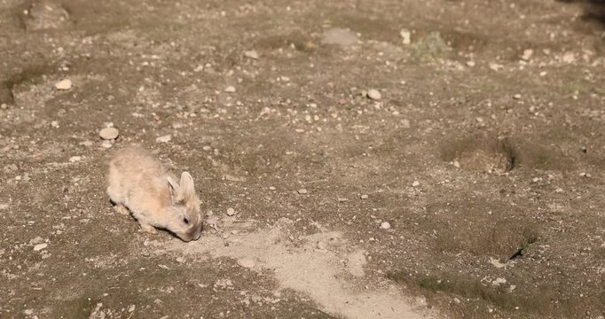 A big-eared rabbit on a sandy-earthen surface, an active rabbit sits near deep burrows on a rural farm plot under the sun