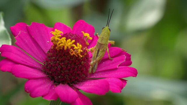 Macro shot of a small green grasshopper resting on a vibrant pink zinnia flower in a sunny garden