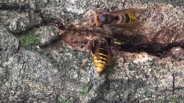 
Asian giant hornets feeding on tree sap on oak bark, 4K macro video#010


 