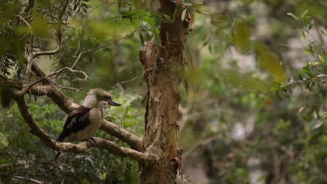 Laughing Kookaburra Perched on a Tree Branch in a Lush Tropical Rainforest, Showing Its Distinctive Smile and Relaxed Pose Amid Dense Green Foliage and Natural Wild Habitat in Australia, Wildlife bird
