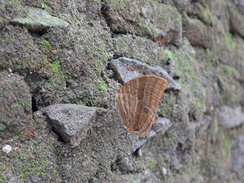 A brown palmking butterfly (Amathusia phidippus) resting on an old moss-covered garden wall in a rural village in Java, Indonesia.