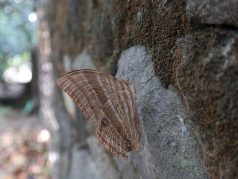 A brown palmking butterfly (Amathusia phidippus) resting on an old moss-covered garden wall in a rural village in Java, Indonesia.