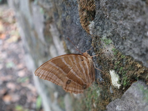 A brown palmking butterfly (Amathusia phidippus) resting on an old moss-covered garden wall in a rural village in Java, Indonesia.