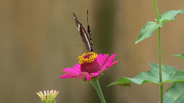 Beautiful Great Eggfly Butterfly Perched on Pink Zinnia Flower Sucking Nectar in a Summer Garden