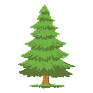 Pine Tree Evergreen Forest Illustration