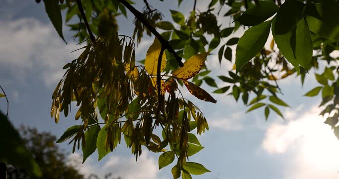 Green and yellow leaves on the crown of poplars against a light sky with clouds, poplar trees with foliage and seeds in the autumn season