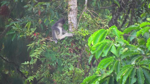 Wild Thomas's Leaf Monkey Perched on a Tree Branch Amidst the Dense Green Tropical Forest of Sumatra