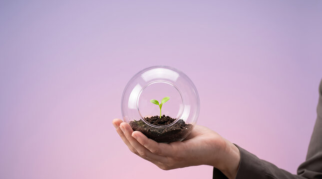 Person holding small green plant sprout inside glass sphere terrarium on pink background with terrarium environment seedling protection sustainability conservation development ecosystem