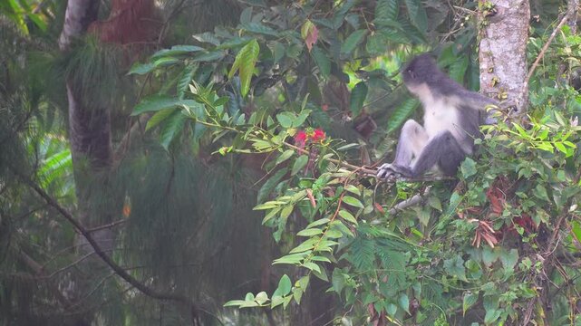 Wild Thomas's Leaf Monkey (Presbytis thomasi) perched on a lush tree branch in the Indonesian jungle