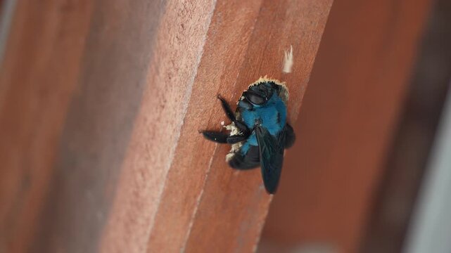 Rare Blue Carpenter Bee Xylocopa Caerulea Boring a Nesting Hole in a Wooden Plank, Macro View